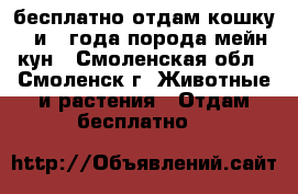 бесплатно отдам кошку 1 и 2 года порода мейн кун - Смоленская обл., Смоленск г. Животные и растения » Отдам бесплатно   